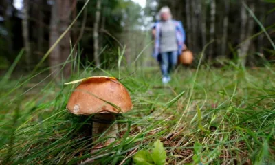 За сутки в орловских лесах потерялись трое грибников