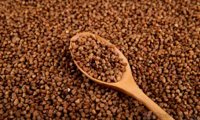 Гречку сомнительного качества нашли в орловском хозяйстве