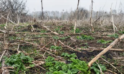 Орловские сельхозземли зарастают чужеродными растениями