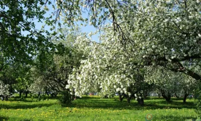В городском парке Орла появится «Сад добрых дел»