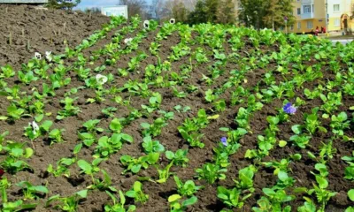 На городские клумбы Орла за сутки высадили более 3600 виол