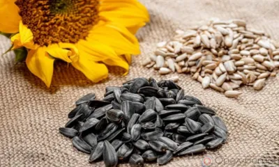 В Орловской области глава фермерского хозяйства продал непроверенное зерно