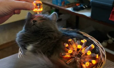 В Орле сегодня на трёх улицах отключат свет