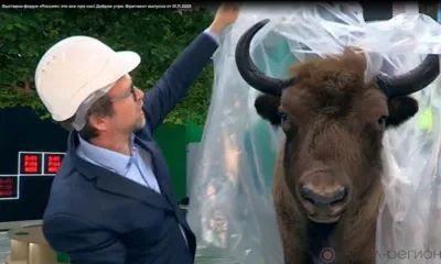 На Первом канале показали орловского зубра