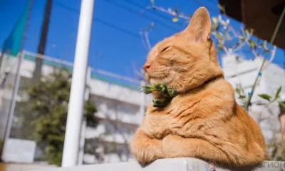 В ближайшие дни на Орловщине воздух прогреется до 25 градусов
