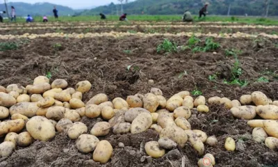 Субсидии для орловских подворий