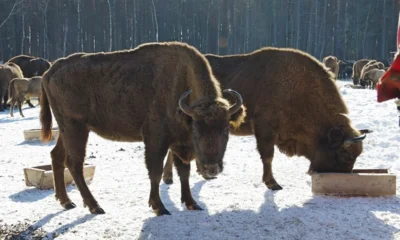 Этой зимой в Орловском полесье в гости к зубрам сходили более 1300 человек
