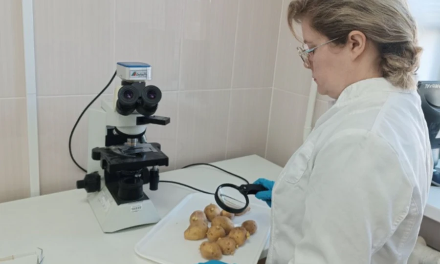 Орловские овощи и ягоды проверили на санитарно-паразитологические показатели