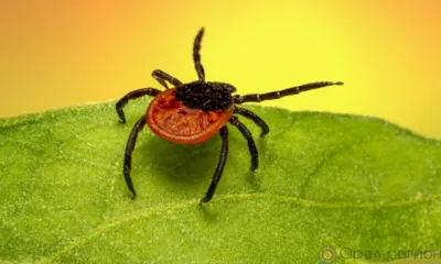 В Орловской области у ребёнка зафиксировали болезнь Лайма