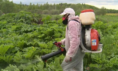 В Колпнянском районе продолжается борьба с борщевиком Сосновского