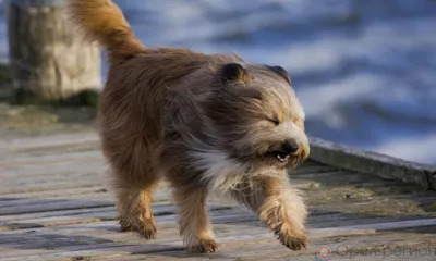 Орловцев предупреждают о сильных порывах ветра
