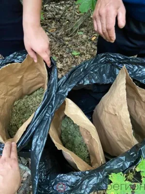 В лесополосе Корсаковского района двое мужчин спрятали почти три килограмма наркотиков