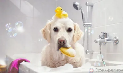 В Орле с сегодняшнего дня возобновили подачу горячей воды