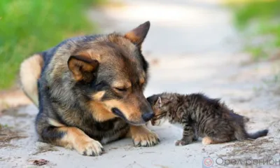 В Орловской области бродячими животными займутся органы местного самоуправления