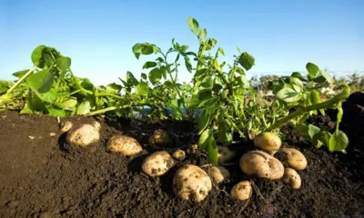 Орловщина отправила в Азербайджан почти 3 тыс. тонн картофеля нового урожая