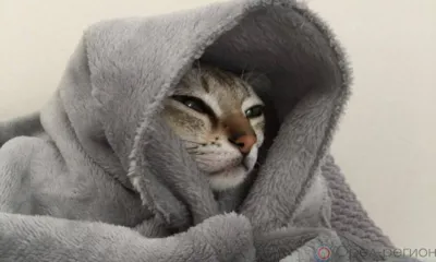 В Орле 4 дома на несколько часов остались без горячей воды и тепла