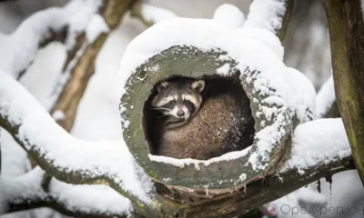 Орловцев предупреждают о сильном ветре и осадках