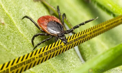 С начала 2024 года от укуса клещей пострадал 321 орловец