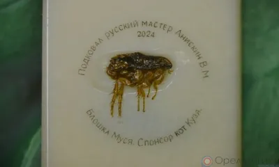 В Орёл из Новосибирска приедет подкованная блоха