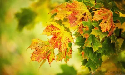 На Орловщине по ночам температура воздуха будет стремиться к нулю