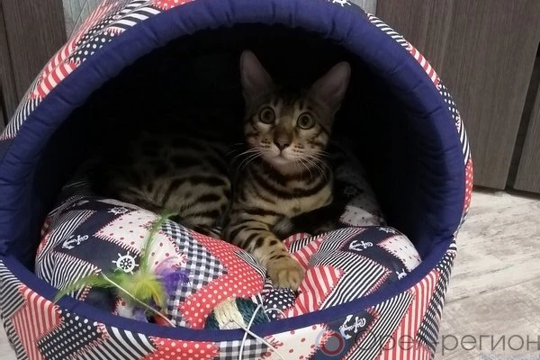 Питомцы и мы: в ответе за тех, кого приручили