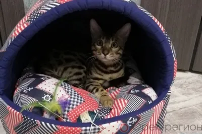 Питомцы и мы: в ответе за тех, кого приручили