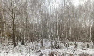 Орловское предприятие крупно оштрафовали за лес на землях сельхозназначения