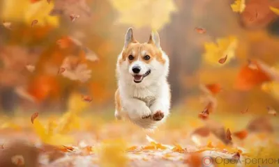 Выходные на Орловщине будут тёплыми