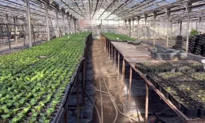 Орловская «Спецавтобаза» и «Зеленстрой» станут одним предприятием