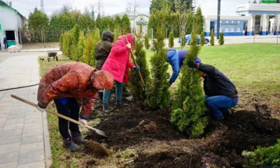 В Орле на площади Маршала Жукова высадят 48 туй