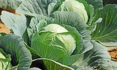 В орловской капусте выявили превышение нитратов