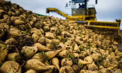 В сахарной свёкле из Мценского района нашли пестициды