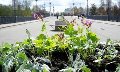 Перила Александровского моста в Орле украсят 700 кашпо с виолами