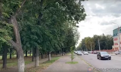 На ул. Пионерской в Орле под снос пойдут 66 деревьев