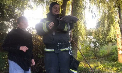 Орловчанка обратилась к пожарным для спасения котёнка