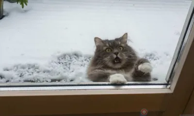 Орловцев ждёт морозная ночь и снег с дождём