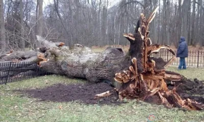В Спасском погиб Тургеневский дуб