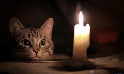 Сегодня в Орле две улицы останутся временно без света