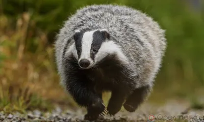 На Орловщине установили лимит на добычу лося, оленя, косули и барсука