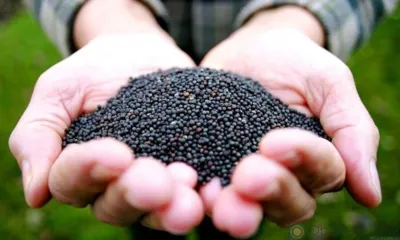 В Орловскую область не впустили французские семена рапса без документов