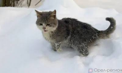 Орловцев в начале недели ждёт мокрый снег, туман и гололёд