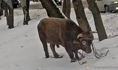 Бегавший по Орлу бык вернулся к хозяину