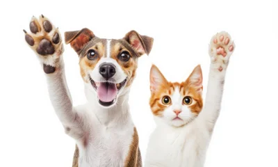 В Орловской области потерялись более 700 собак и кошек