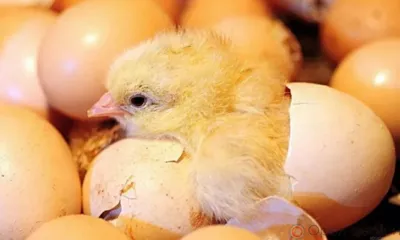 В Орловскую область ввезли около 1,3 млн импортных инкубационных яиц