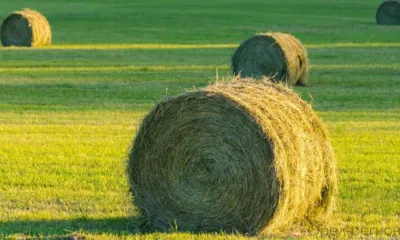 Орловский фермер получил грант на производство экологически чистого сена