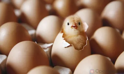 С начала года на Орловщину из-за границы ввезли более 4 млн инкубационных яиц