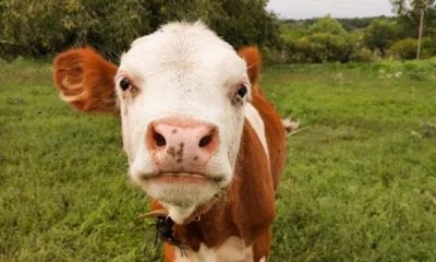 В премиксе орловского производителя нашли опасный тяжёлый металл