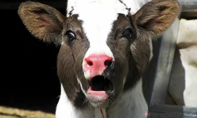 Домашние животные Орловщины не болели бруцеллёзом в 2022 году