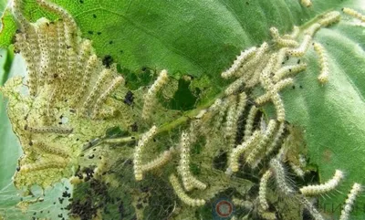 На Орловщине впервые обнаружили колонию опасного вредителя