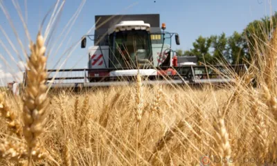 Орловский вкус китайского хлеба